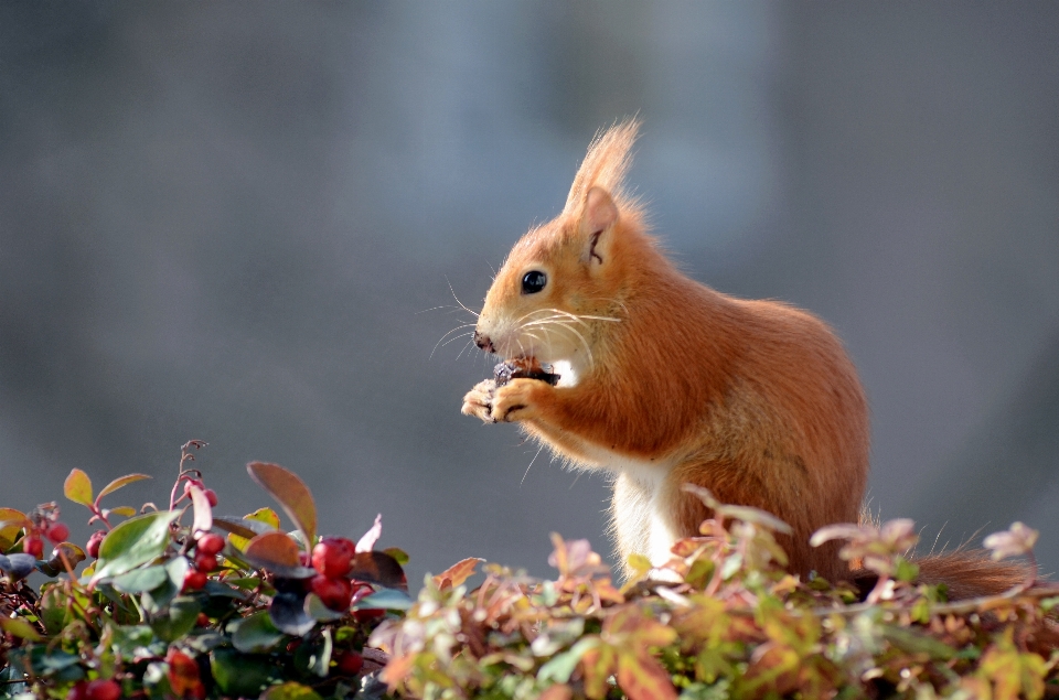 Natur süss tier niedlich