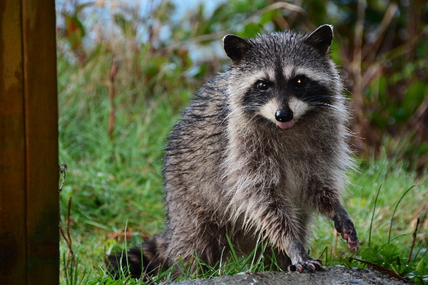 Foto Animais selvagens pelagem bicho
 mamífero