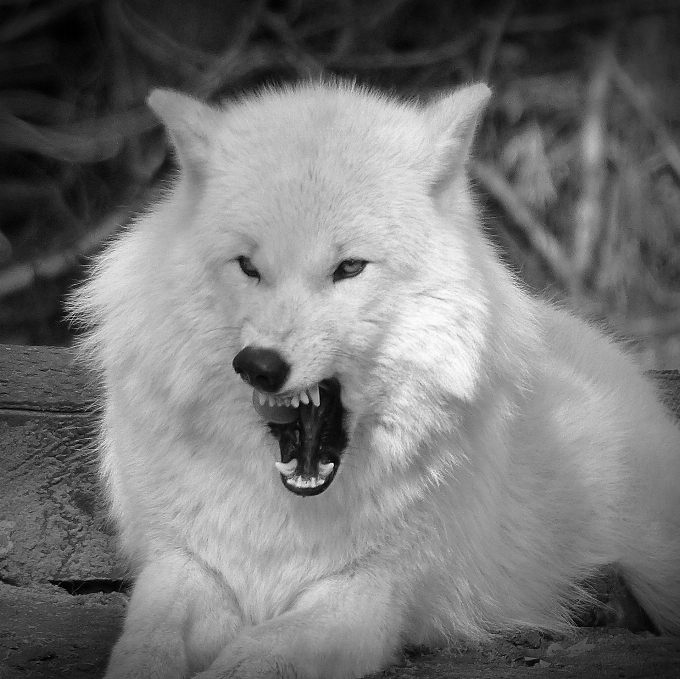 Noir et blanc
 blanc chien mammifère