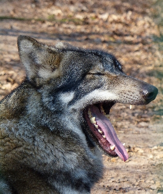 Foto Anjing satwa margasatwa mamalia