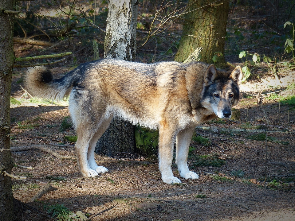 Perro animal mamífero lobo