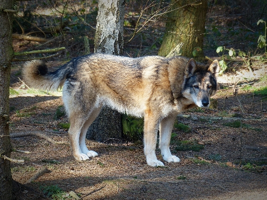 Foto Anjing satwa mamalia serigala