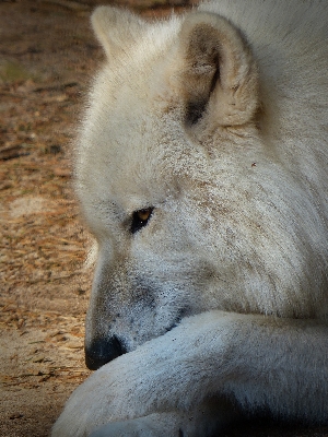 Animal wildlife mammal wolf Photo