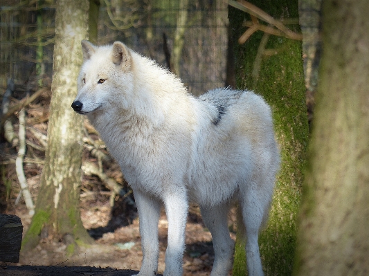 Animal wildlife mammal wolf Photo