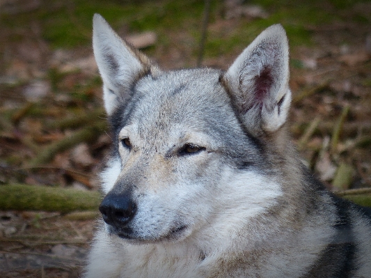 Foto Anjing satwa mamalia serigala