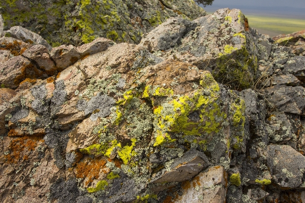 Tree rock wilderness mountain Photo