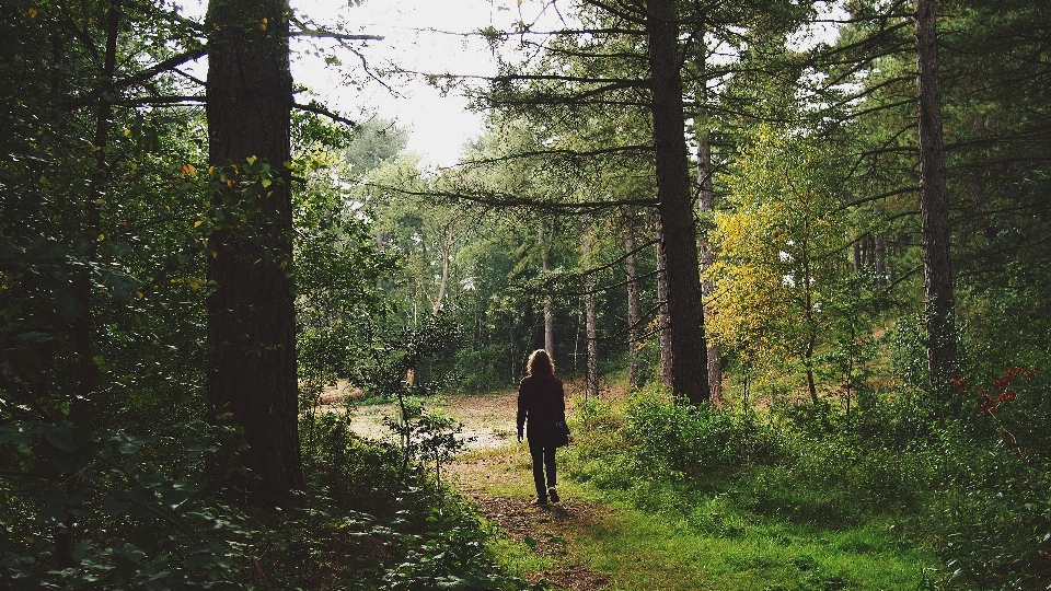 Mann baum natur wald