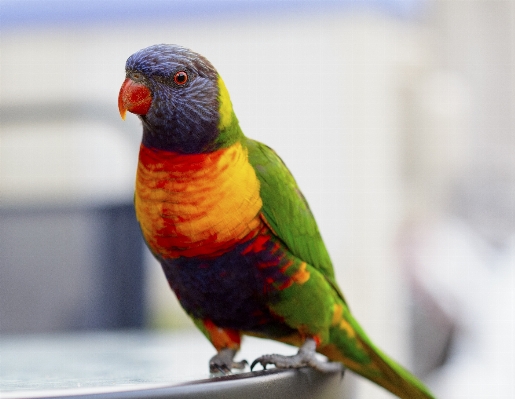 Foto Alam burung satwa hijau