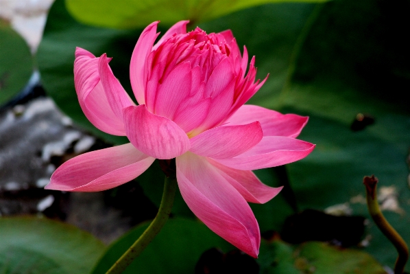 Blossom plant flower petal Photo