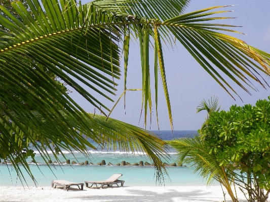 Beach sea tree plant Photo