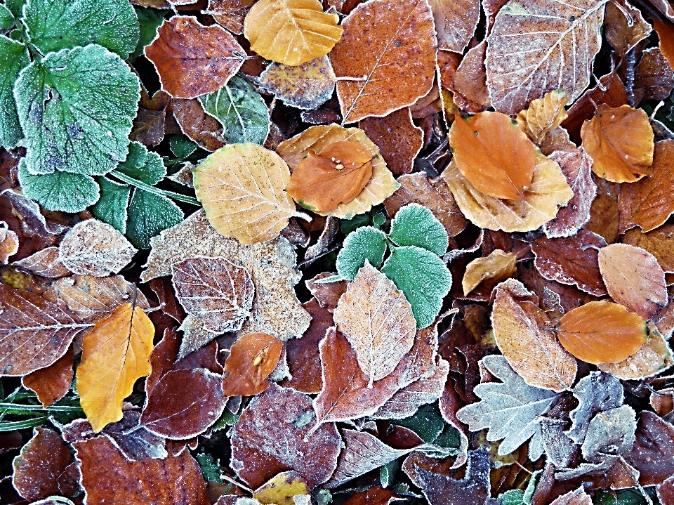 Baum natur anlage blatt