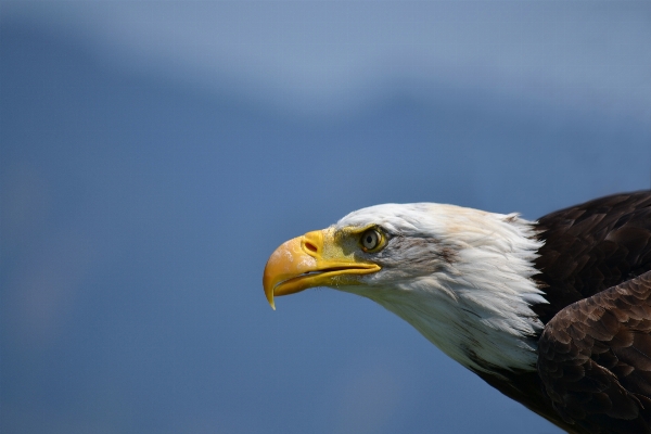 Bird wing wildlife beak Photo