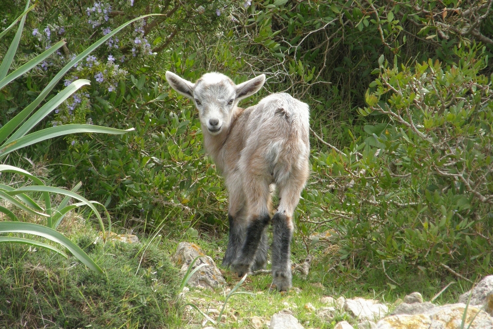 Naturaleza prado
 niño lindo