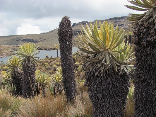 Tree nature grass cactus Photo