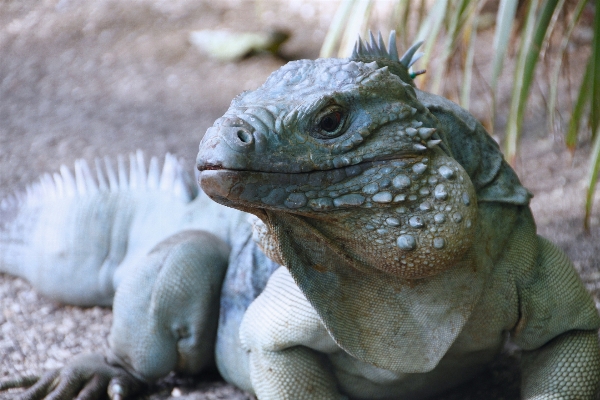 動物 野生動物 野生 爬虫類 写真