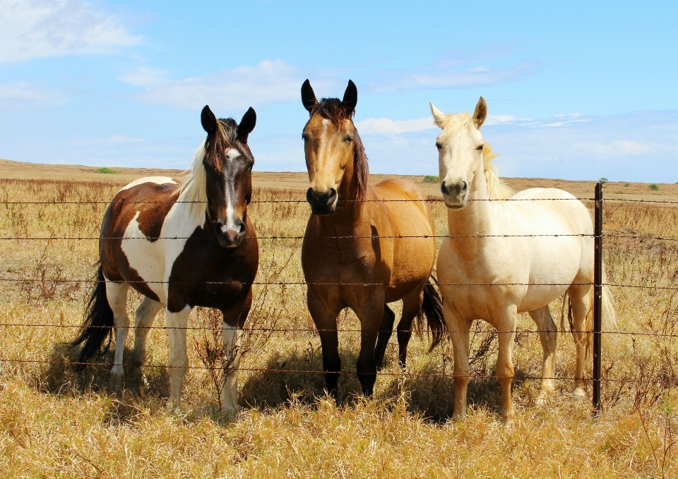 Meadow prairie herd pasture