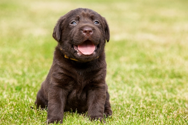 Foto Grama filhote de cachorro bicho estimação