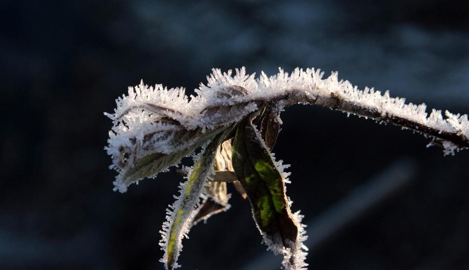 Baum natur zweig schnee