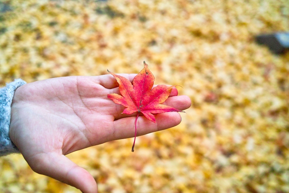 Hand landscape nature blossom