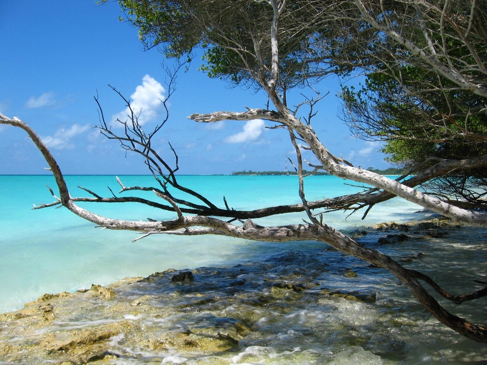 Plage mer côte arbre