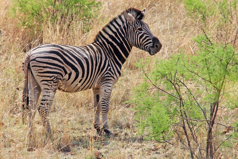 Adventure wildlife scenic mammal