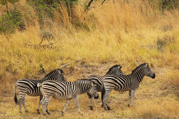 Prairie adventure wildlife herd Photo