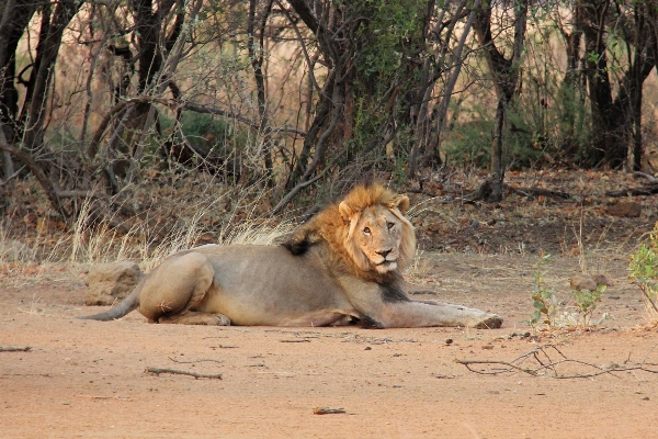 Sunrise adventure wildlife zoo Photo