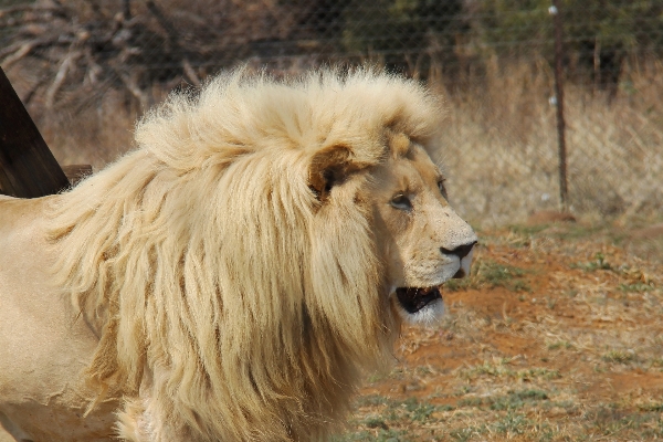 Foto Animais selvagens pelagem mamífero juba
