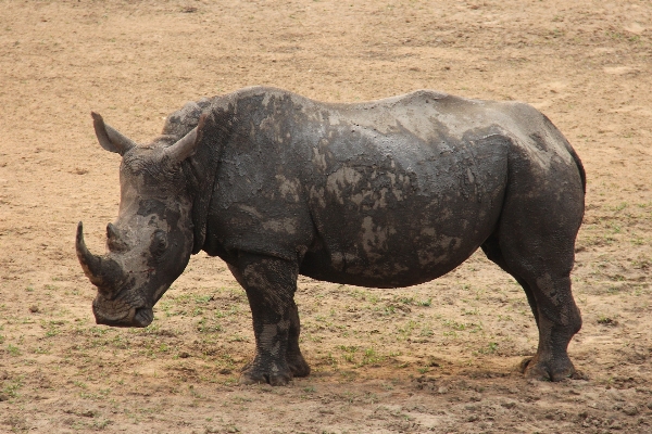 Adventure wildlife horn scenic Photo