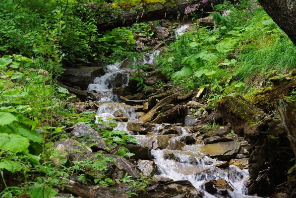 Water nature forest waterfall Photo