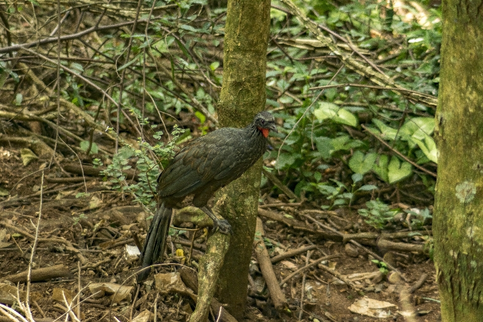 Forêt oiseau faune fauna