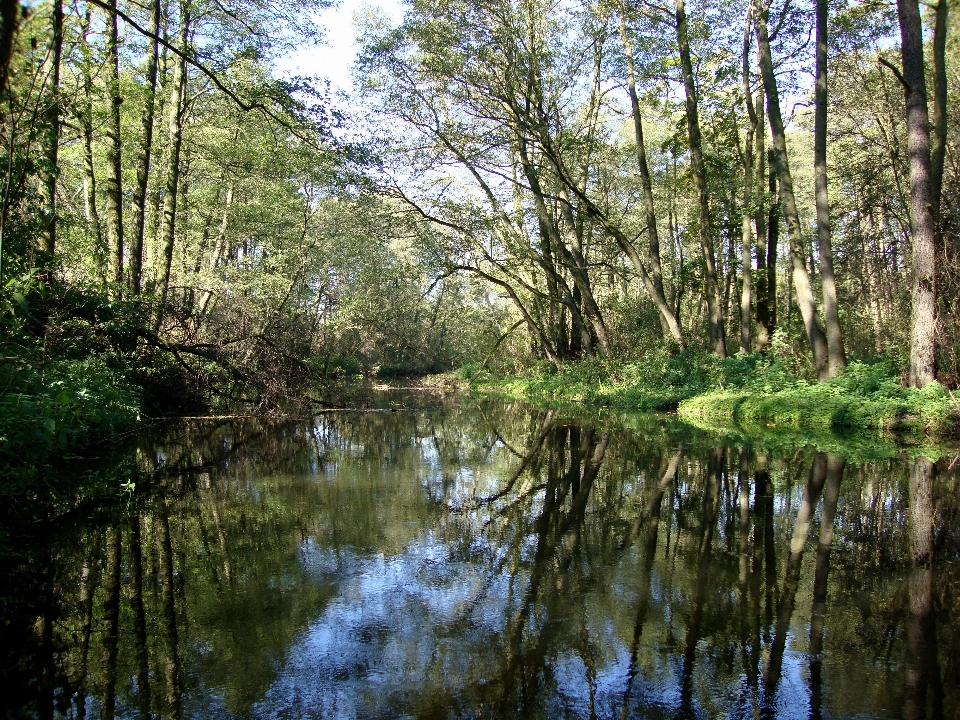 風景 木 水 自然