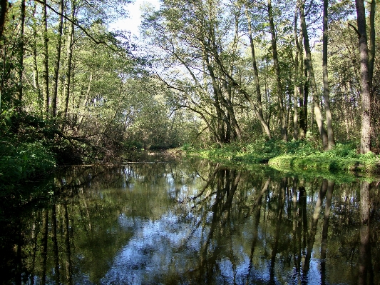 Landscape tree water nature Photo