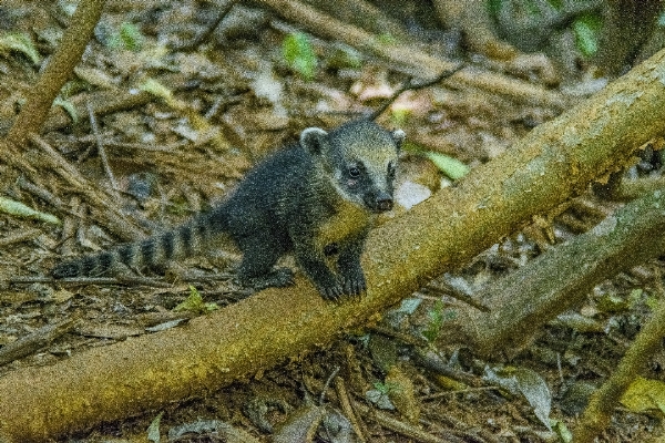 Foto Alam hutan cabang kayu