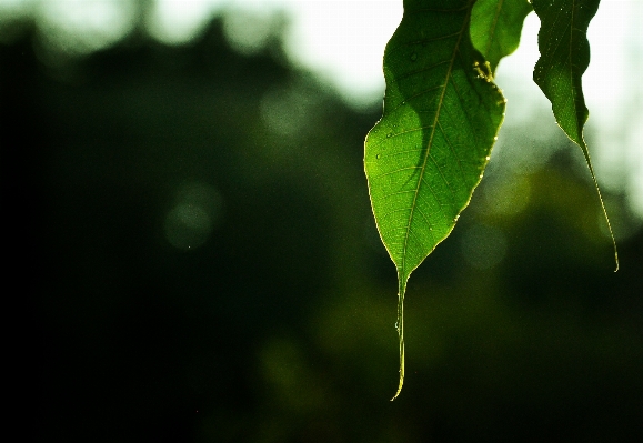 Tree water nature grass Photo