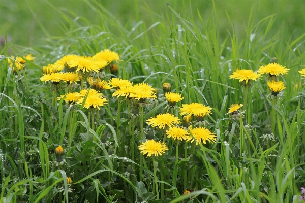 Nature grass plant field Photo