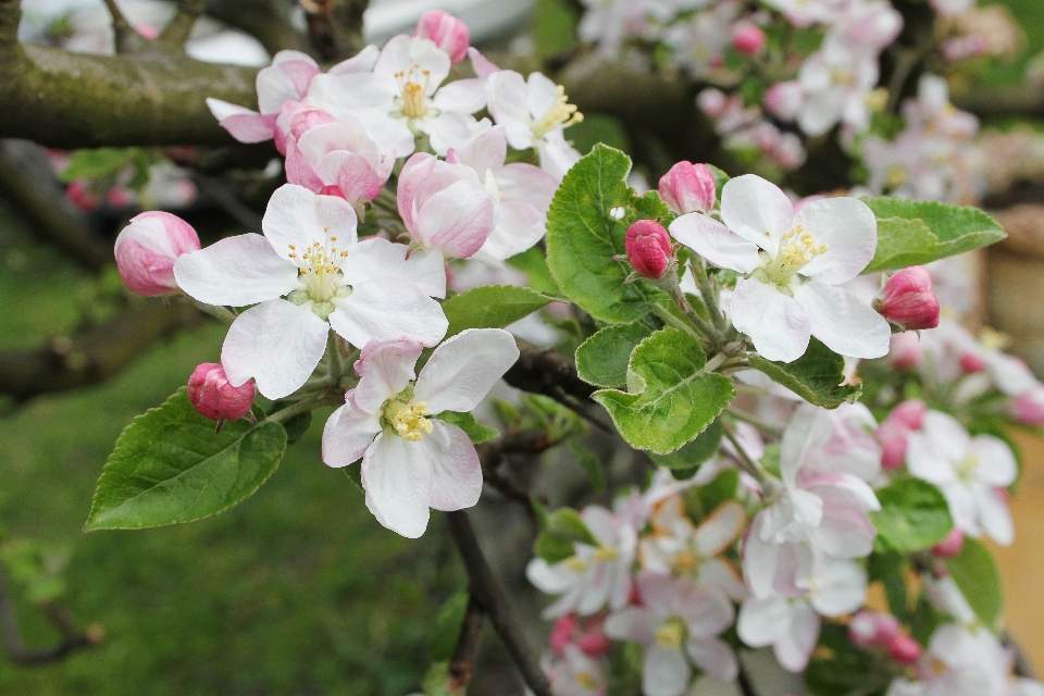 Apple pohon alam cabang