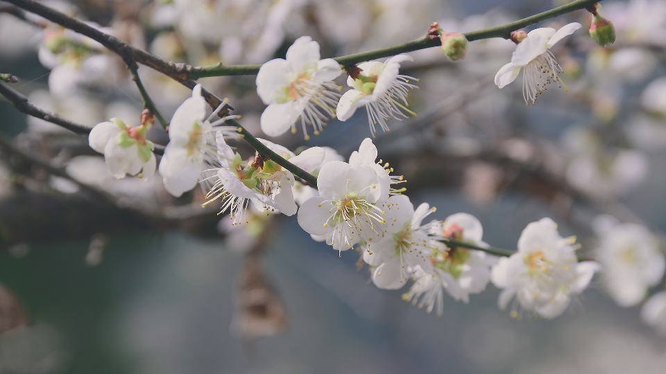 Zweig blüte anlage frucht