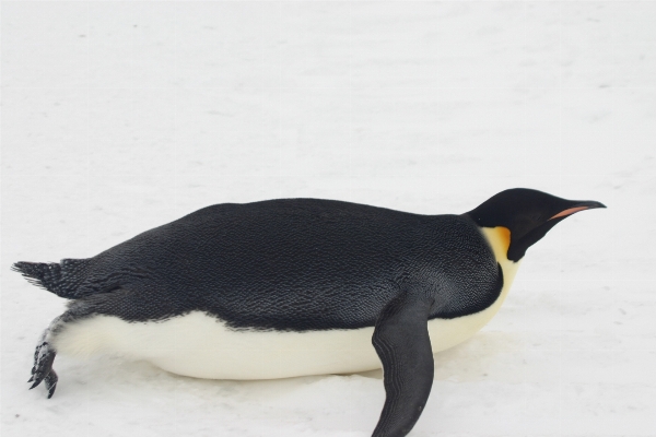 Snow bird wildlife ice Photo