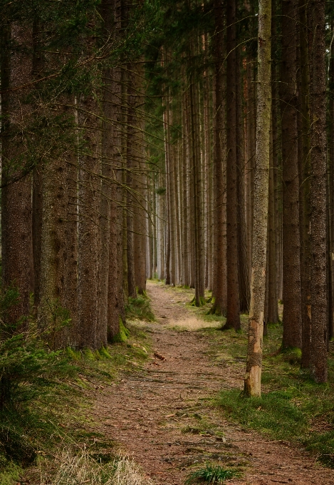 Baum natur wald weg