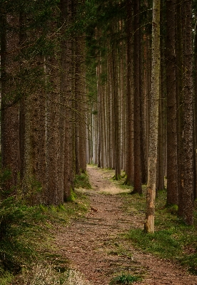 Tree nature forest path Photo