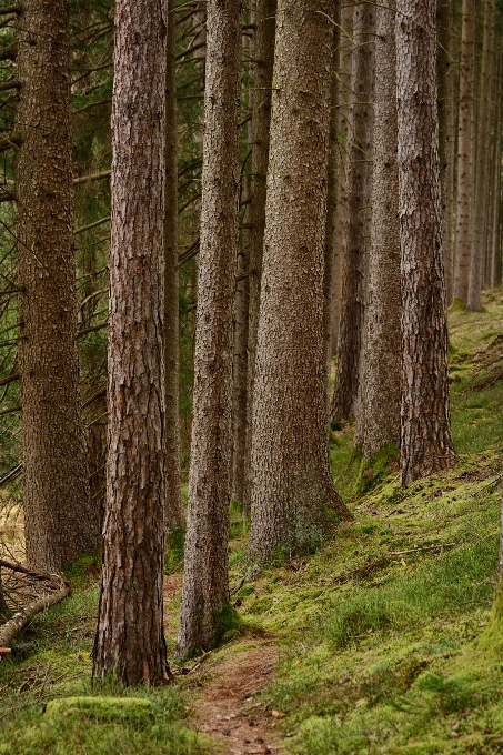 árbol naturaleza bosque camino