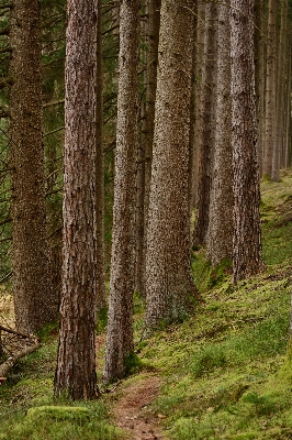 Tree nature forest path Photo