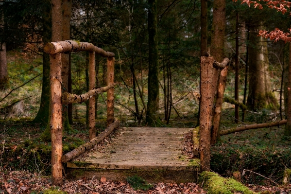 Foto Albero natura foresta selvaggia
