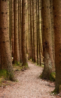 Tree nature forest path Photo