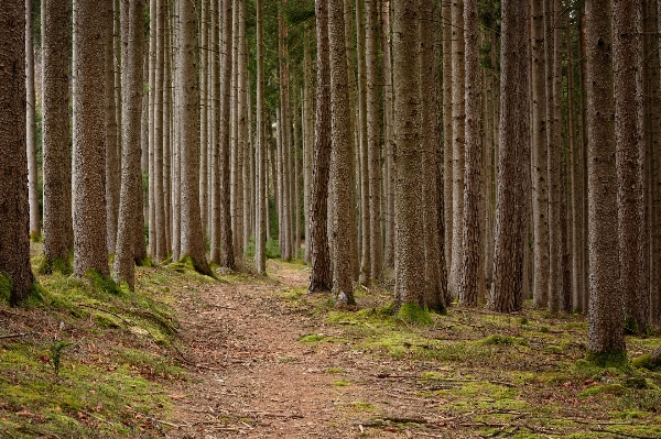 Tree nature forest path Photo