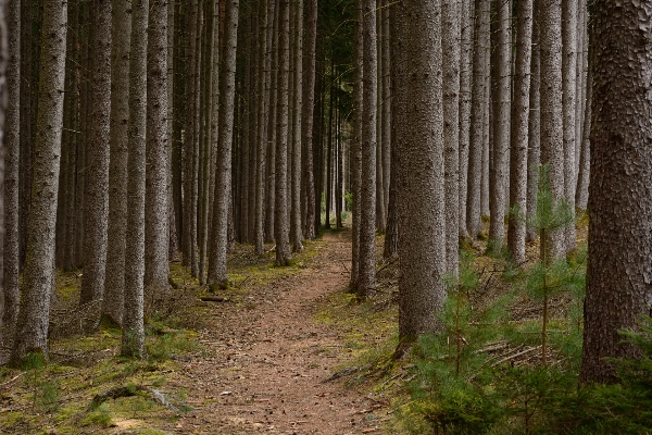 Tree nature forest path Photo