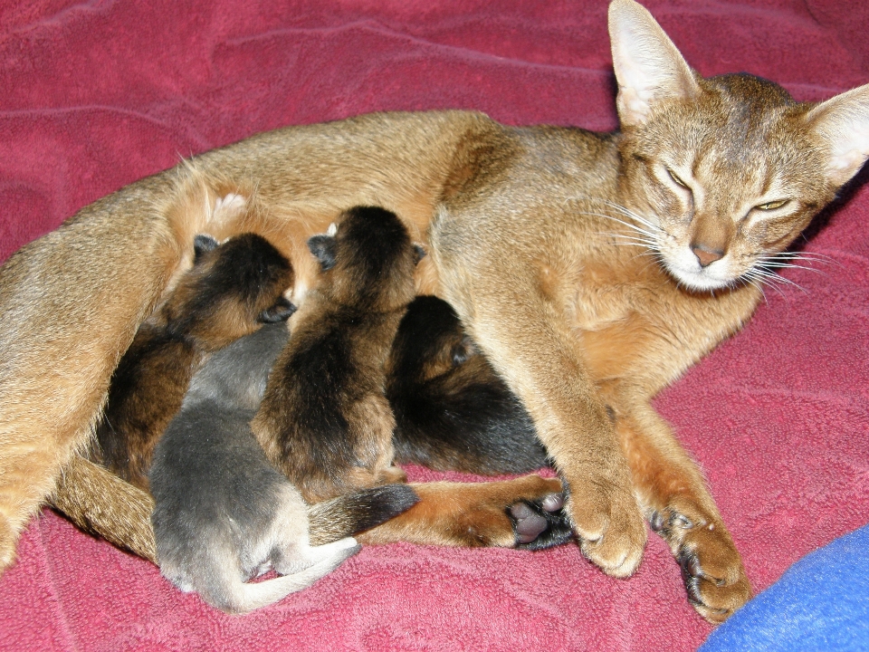 甘い かわいい ペット 子猫