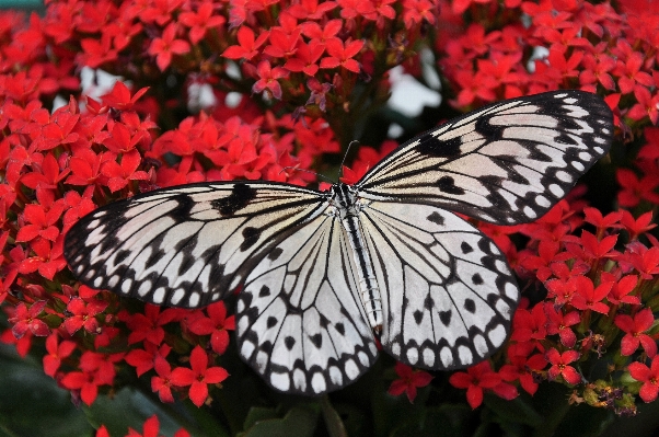 Foto Asa branco flor pétala