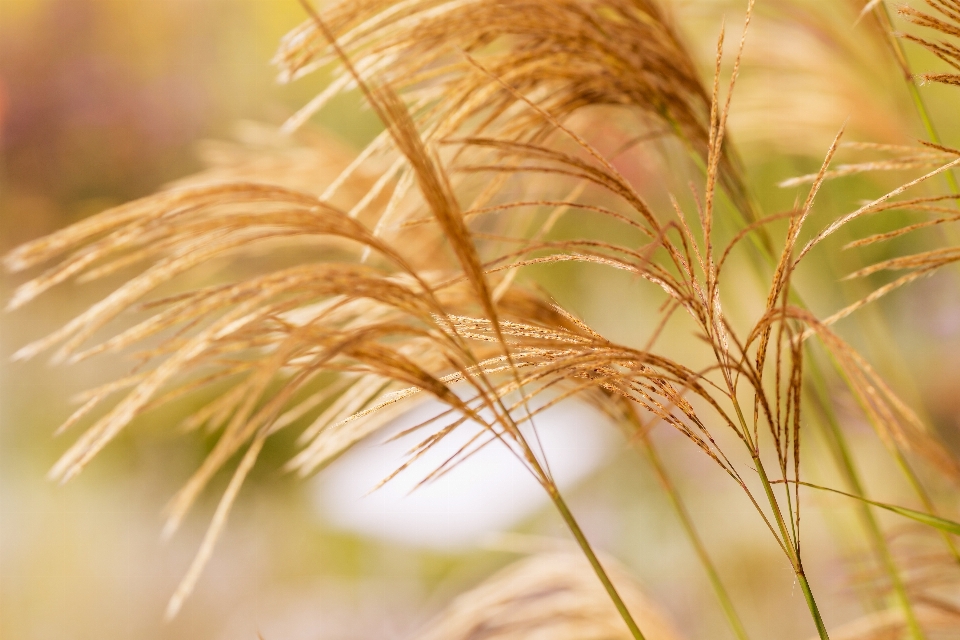 Landscape nature grass branch